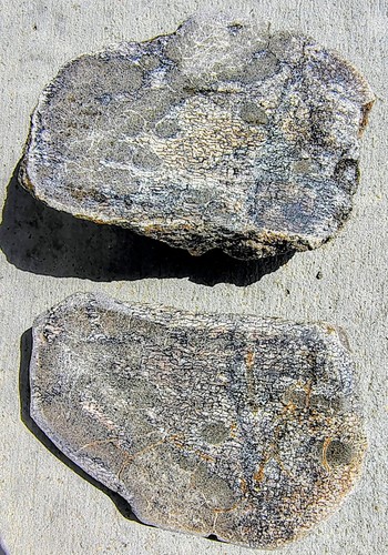 Utah dinosaur gembone slabs - gembone,