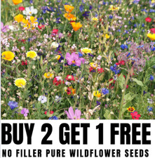 1Kg WILD FLOWER Mixed SEEDS