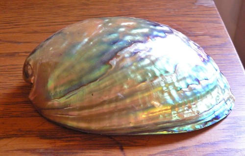 New zealand polished - new, paua