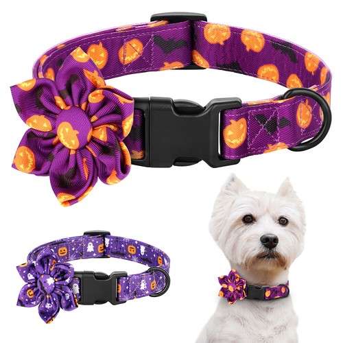 Pet dog cat halloween - pet, collar