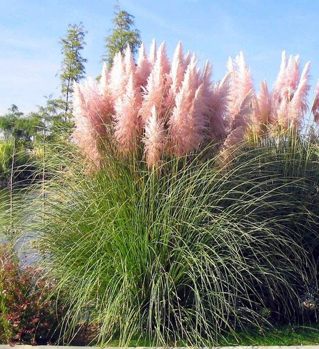 Pink pampas grass - pink, –