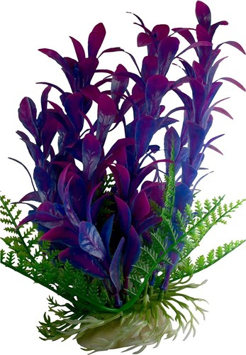 Inch tall purple foliage - purple, for