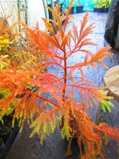 3ft-3.5ft inc. pot  Weeping