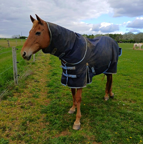 Waterproof navy turnout rug - navy,