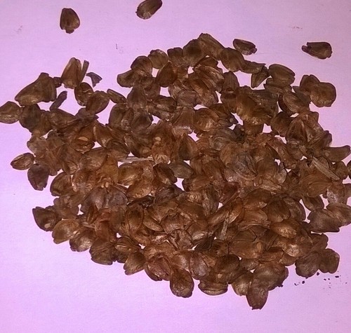 Tree tomato tamarillo - ,
