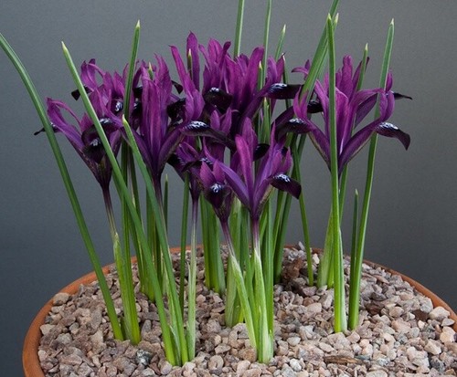 Dwarf iris purple gem - x,