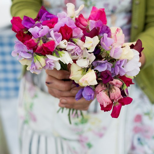 Sweet pea heaven - sweet, scent