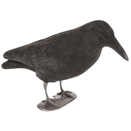 East anglian flocked crow - anglian,