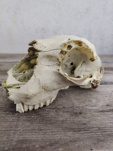 Real taxidermy partial - partial, sheep