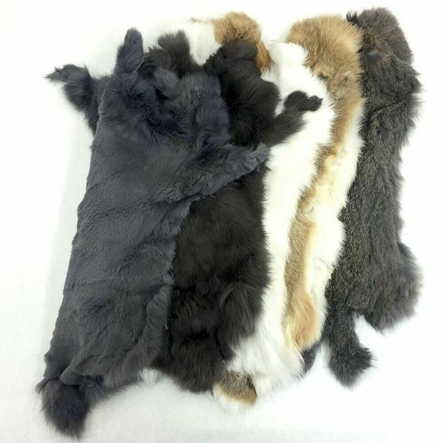 Wild meadow rabbit - wild,