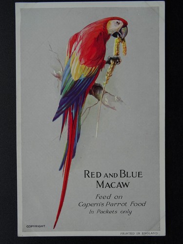 Bird theme red - theme, &