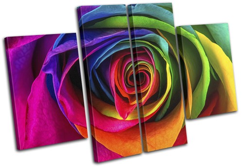 Colourful rainbow rose flower - colourful,