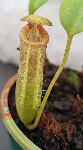 Nepenthes x - (veitchii, lowii)