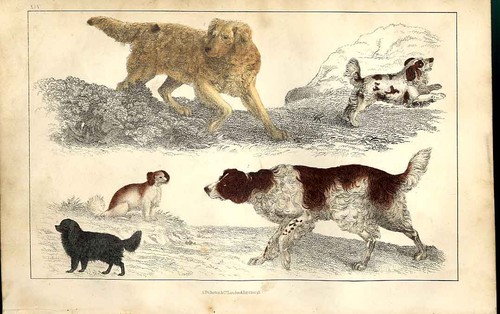 Original old antique print - old,