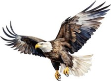 Colourful Flying Bald Eagle
