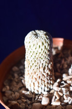 Unique PELECYPHORA