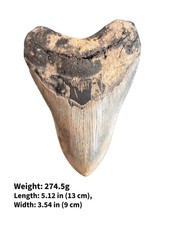 Authentic megalodon shark - authentic,
