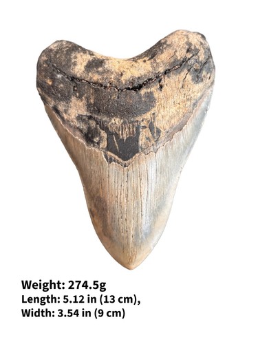 Authentic megalodon shark - authentic,