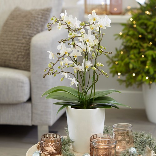 40cm phalaenopsis white - 40cm,