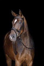 HKM Bridle-Jana-Black-Pony