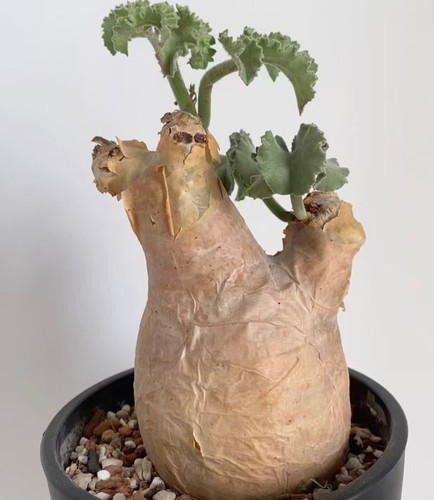 5cm cyphostemma uter - 8.5cm,