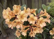 Vireya Rhododendron Harry Wu