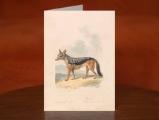 Black-backed Jackal by Samuel Howitt (ca. 1817) - A5 Art Print Greeting Card