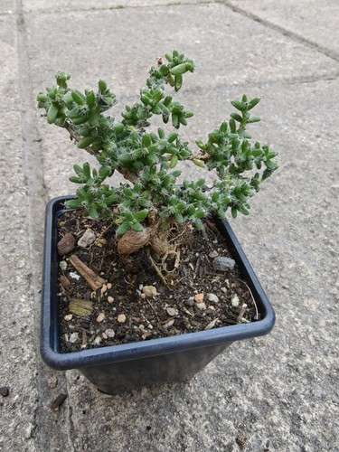 Trichodiadema bulbosum caudex - bulbosum,