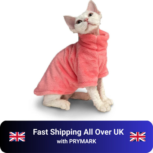 Hairless cat pet - cat, sweater
