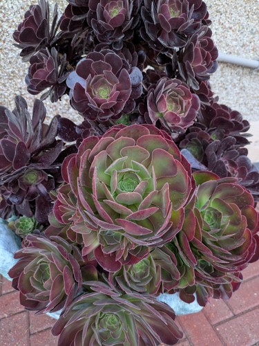 Large aeonium dark rooted - large,