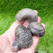 Gryphea fossil bundle of UK