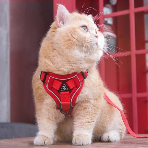Breathable cat harness - cat, leash
