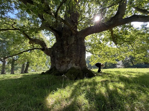 One year old oak - one,