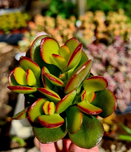 Crassula ovata crosby - crassula, crosby's
