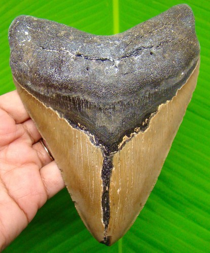 Megalodon shark tooth real - shark,
