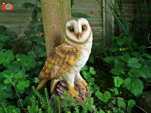 Life size large barn owl - &,