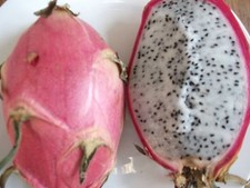 GROW YOUR OWN WHITE DRAGON