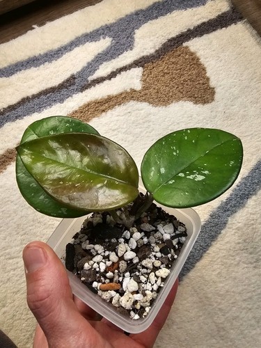 Hoya carnosa freckles splash - hoya,