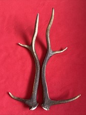 PAIR OF RED DEER ANTLERS 472g.   aprox. 44.5/46cm.