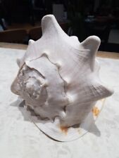 GIANT 10" HORNED QUEENS HELMET CONCH SHELL