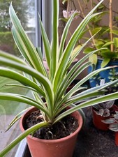 Spider Plant Rooted Babies Chlorophytum Vittatum (Reverse) Variegated Plants 3/5