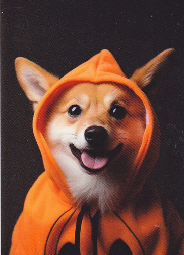 Postcard welsh corgi puppy - corgi, *