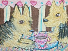 AUSTRALIAN TERRIER drinking