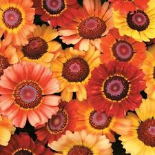 Thompson & Morgan Chrysanthemum carinatum Sunset Garden Seed Hardy Annual Plant