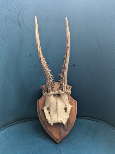 Vintage deer antlers - vintage,