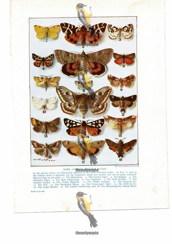 Some common british - common,