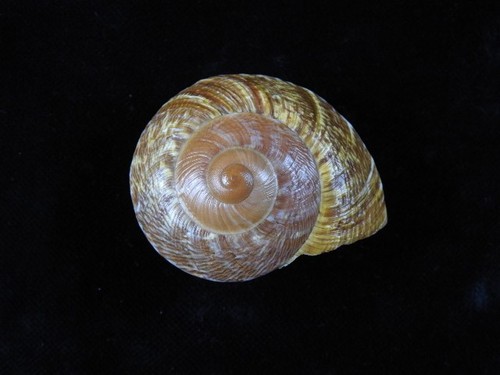Land snail lamarckiella - land,