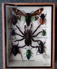 Bugs In A Frame Display Box