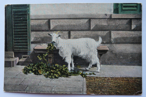 Billy goat posted 1904 - billy,