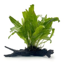 Java Fern on Bogwood 15-20cm